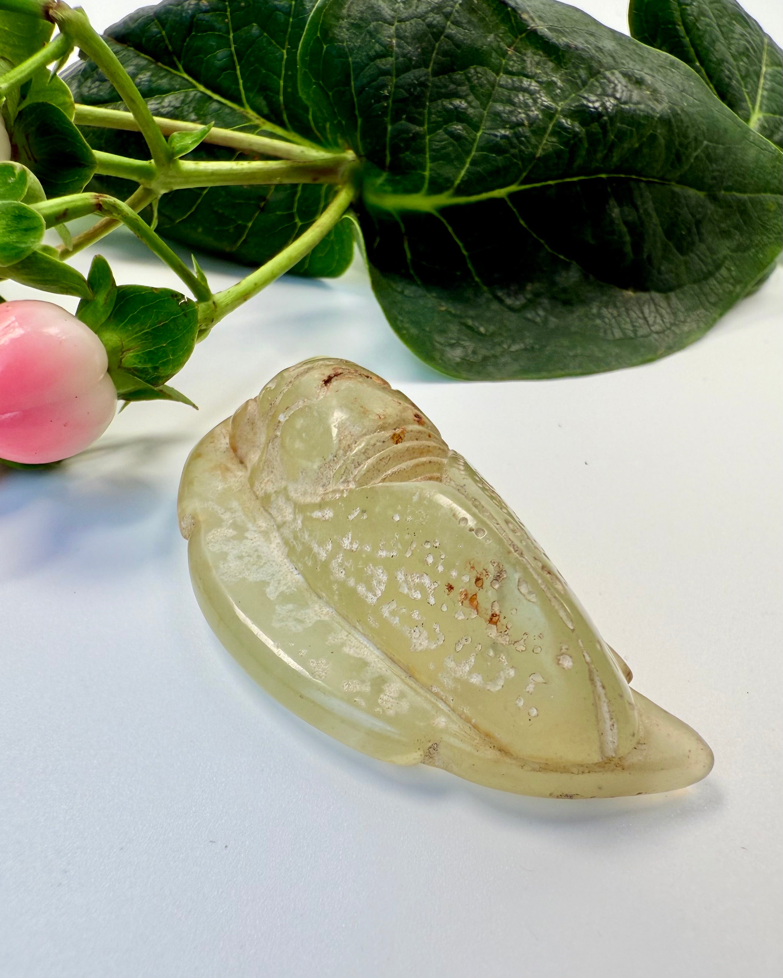 GENFØDSEL - CIKADE - UNIKA