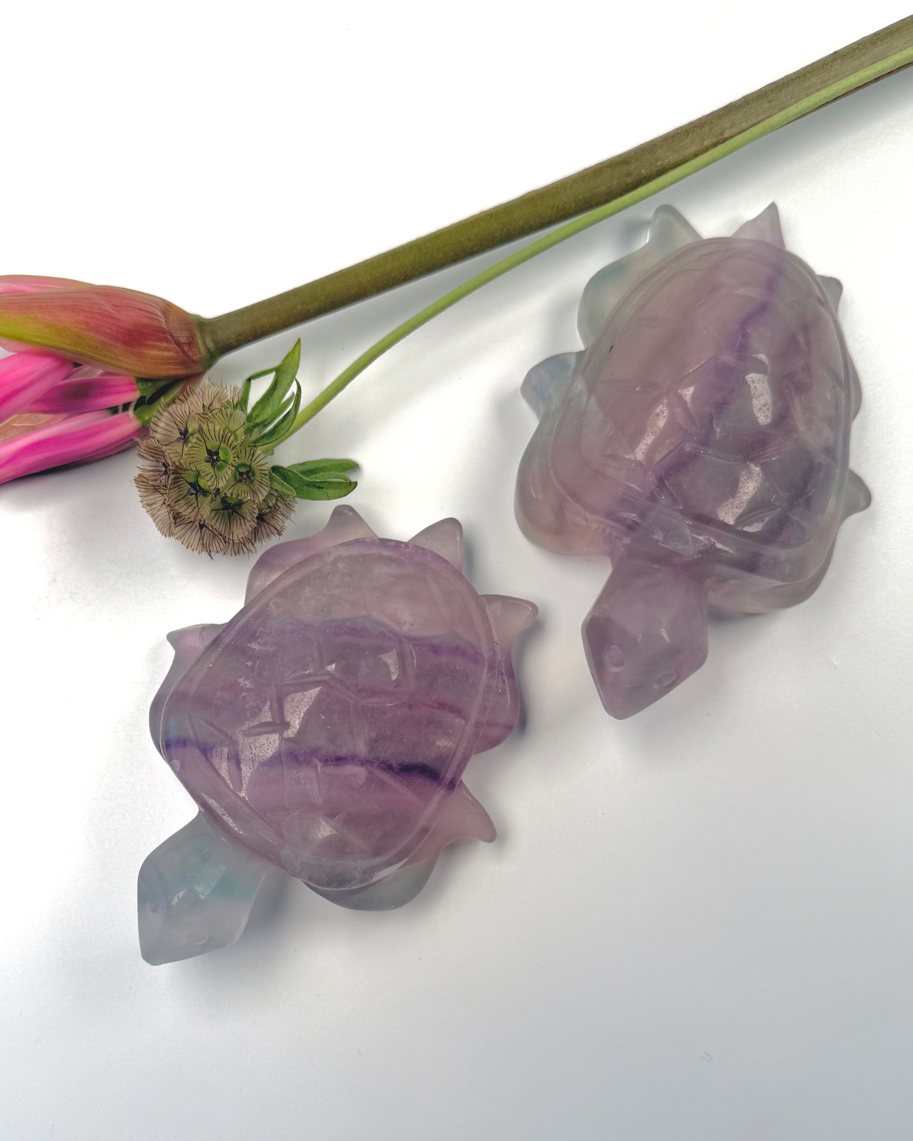 IND TIL KERNEN - SKILDPADDE