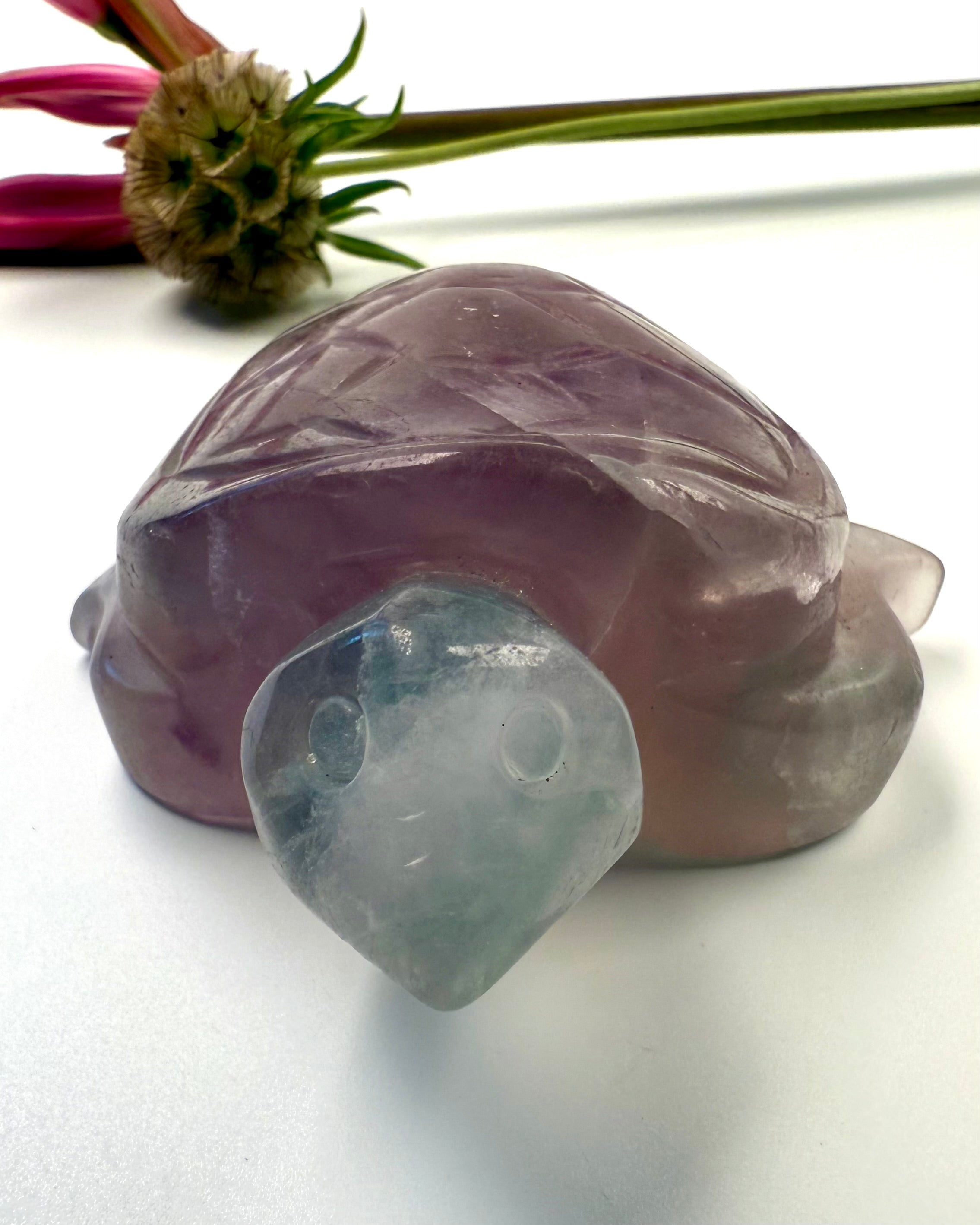 IND TIL KERNEN - SKILDPADDE