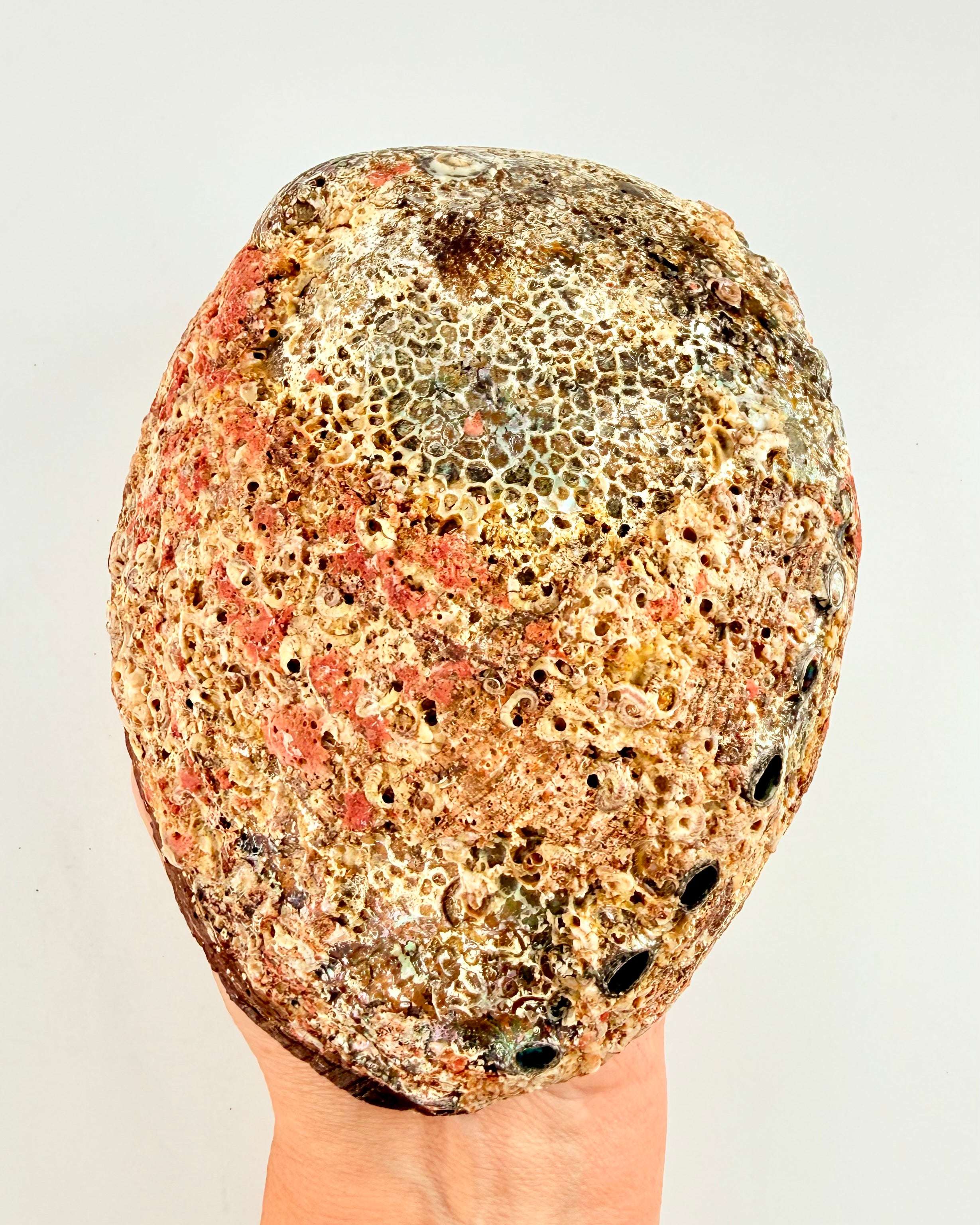 ORAKEL