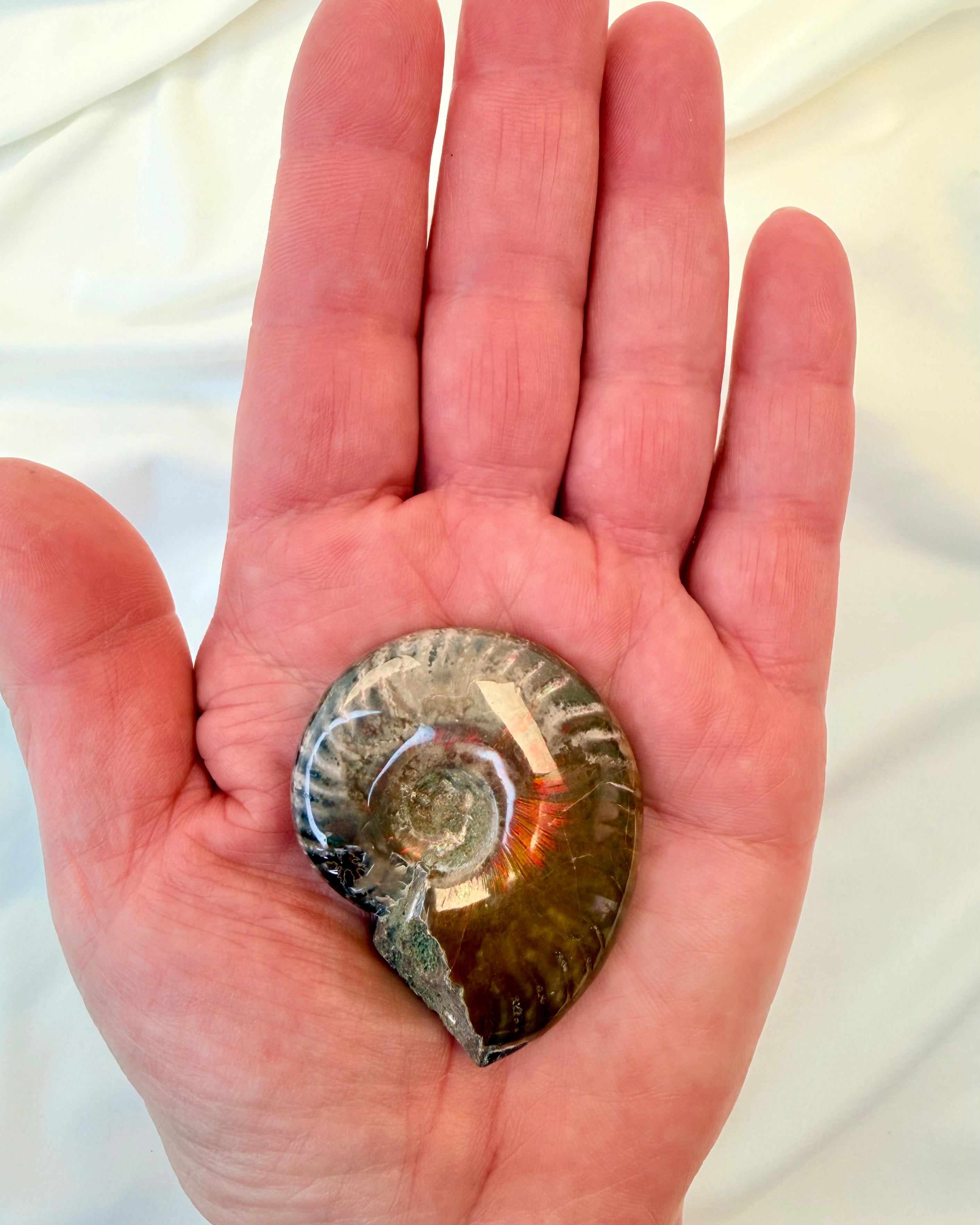 DIT RODCHAKRA’S BEDSTE VEN - FOSSIL