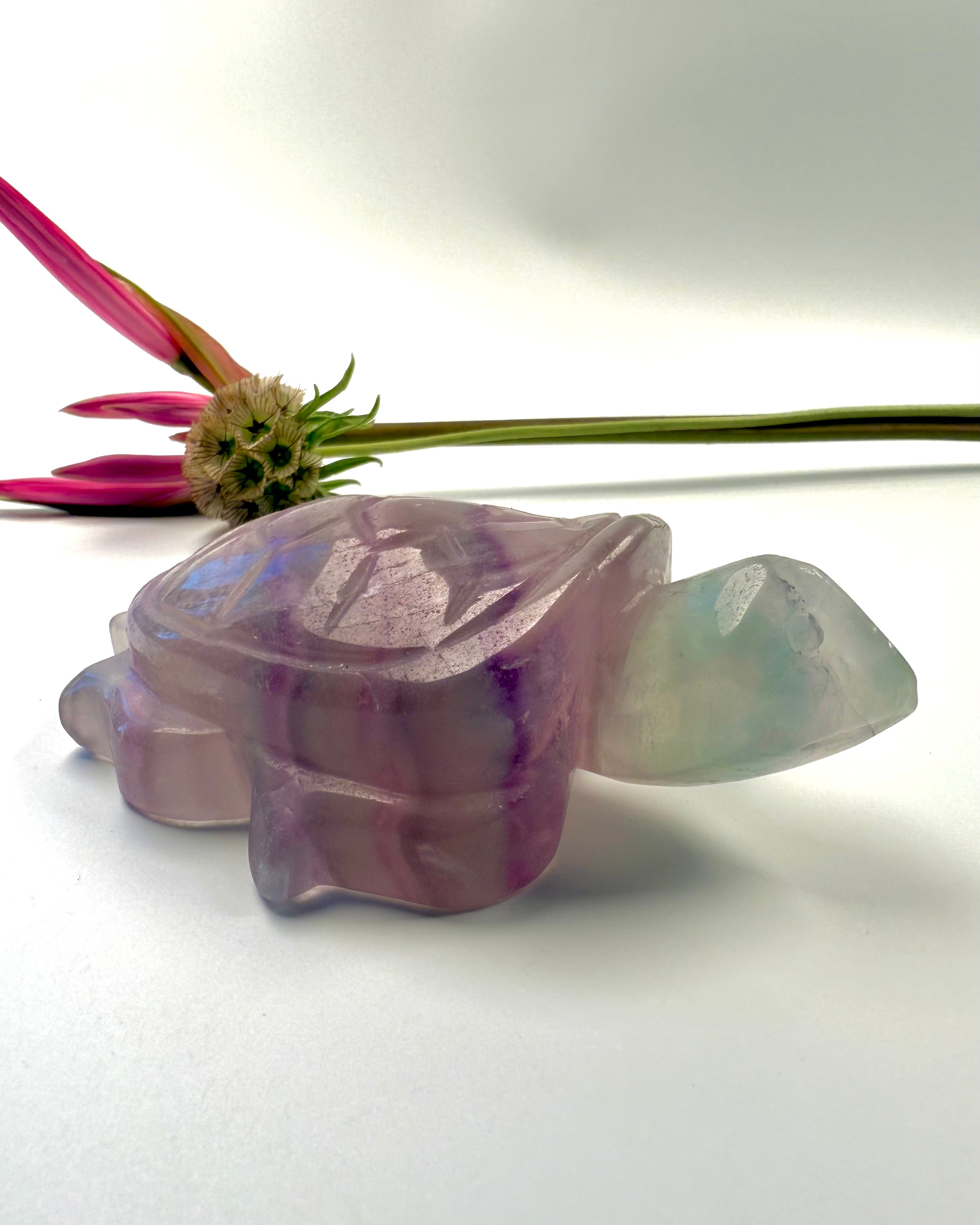 IND TIL KERNEN - SKILDPADDE