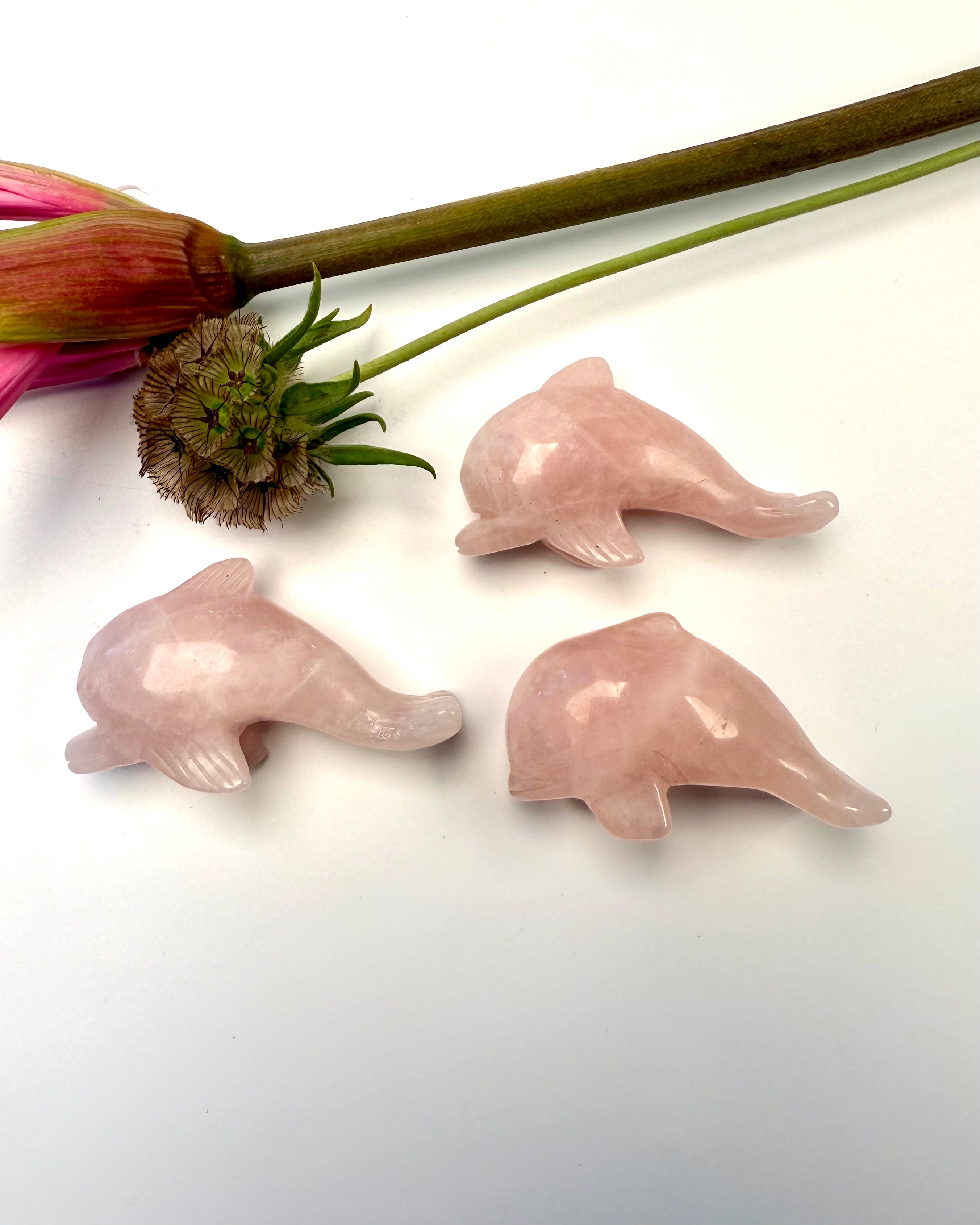 FORSTÅELSE - DELFIN