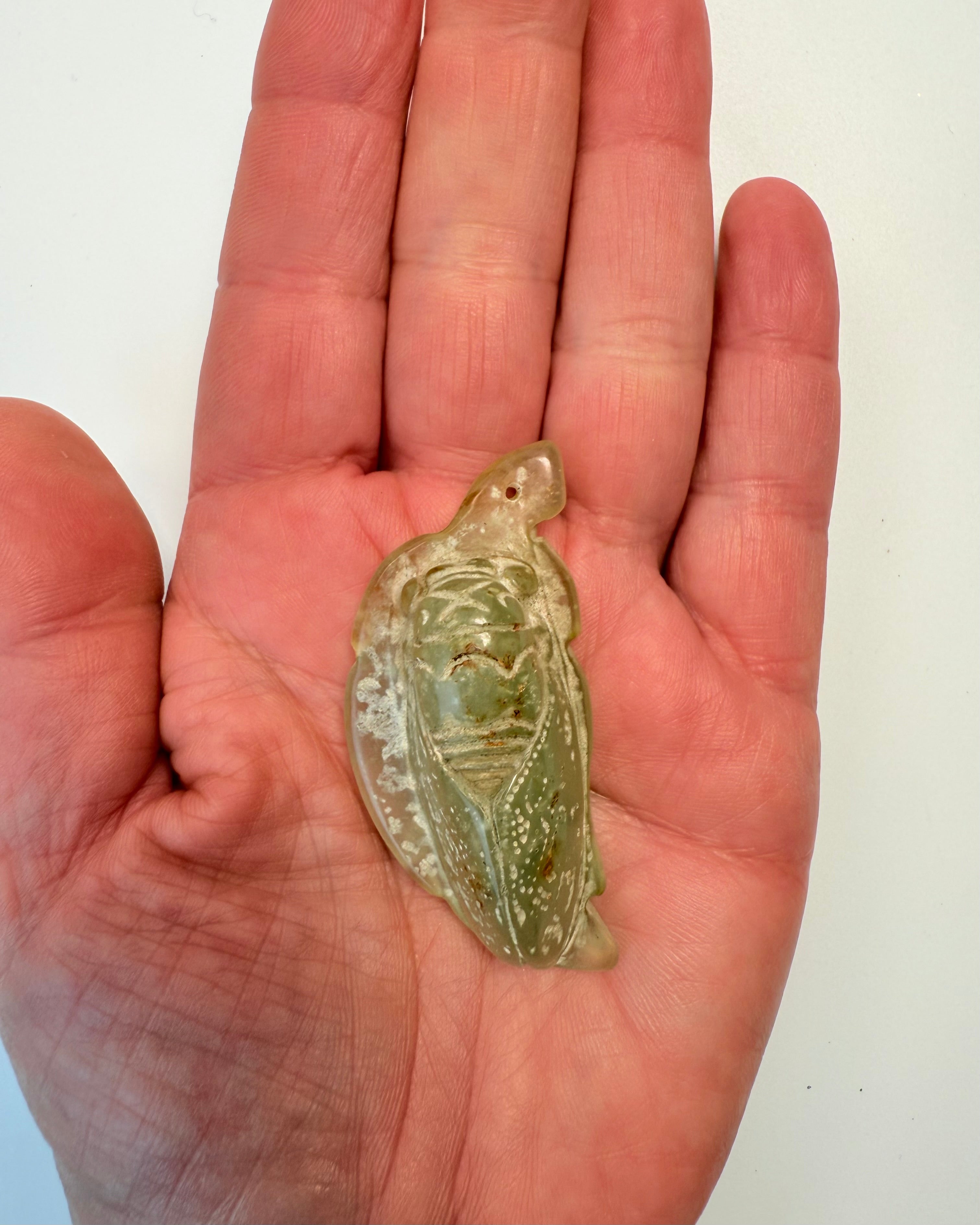 GENFØDSEL - CIKADE - UNIKA